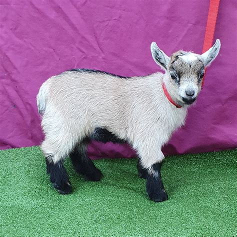 Pets and Animals Brooks Cross Roads 700 Baby Pygmy Goats - 100 (Whiteville) Several baby male pygmys for sale. . Pygmy goats for sale near greenville nc